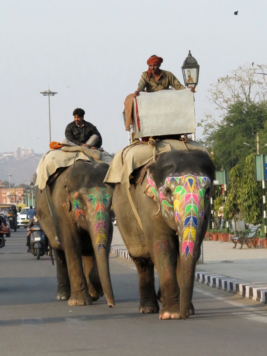 動物狂歡節曲目中對大象有音色豐富優美，扣人心弦的旋律加以描述。高維奇/攝