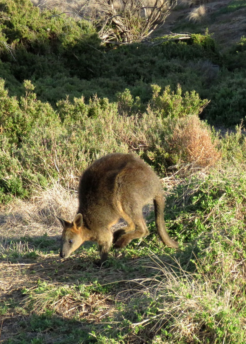 動物狂歡節以雙鋼琴輪流奏並利用速度轉變來表現袋鼠跳躍的感覺。高維奇/攝