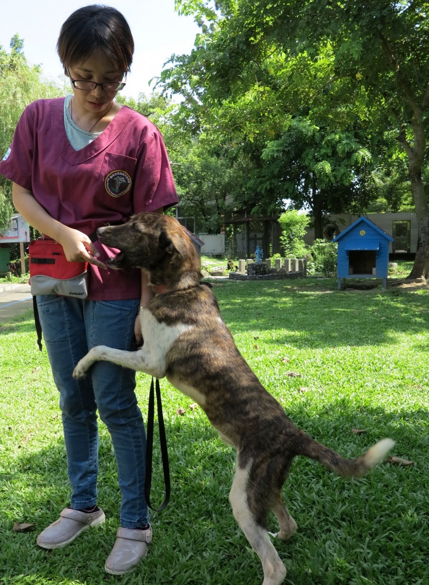 送給收容所的寵物零食，是訓練流浪狗服從及社會化訓練最佳的獎勵品。高維奇/攝