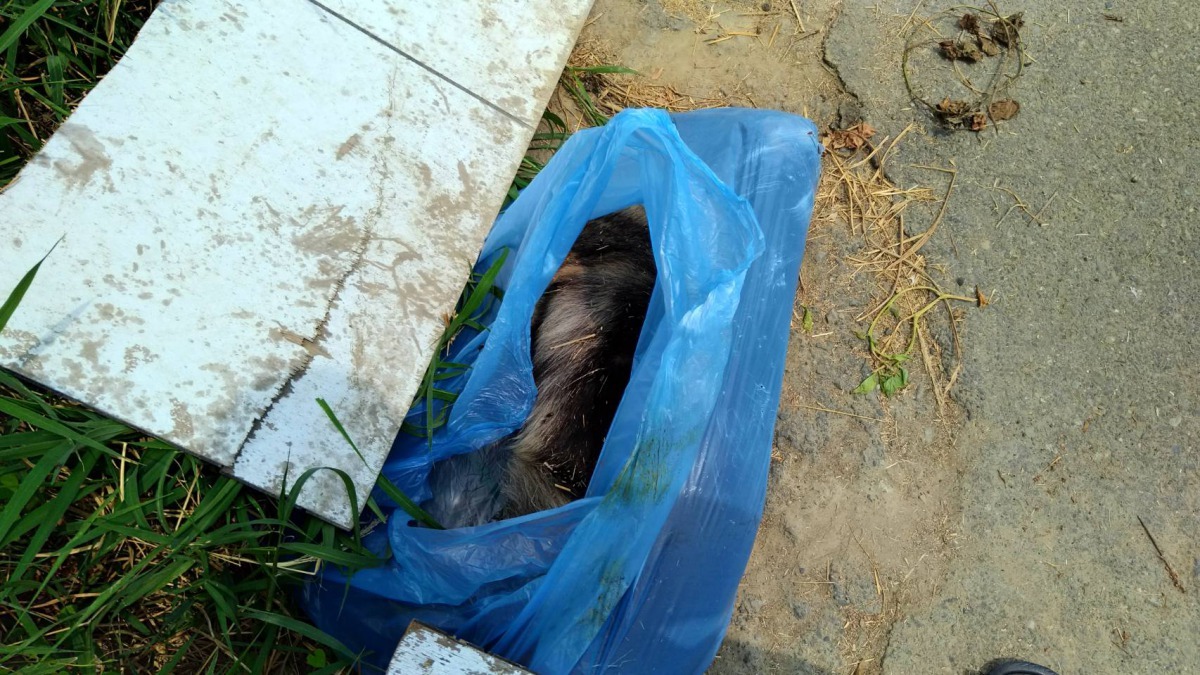 台南府安路二段、三段鹽水溪堤頂上有隻流浪犬中毒死亡之一。台南市動保處/提供