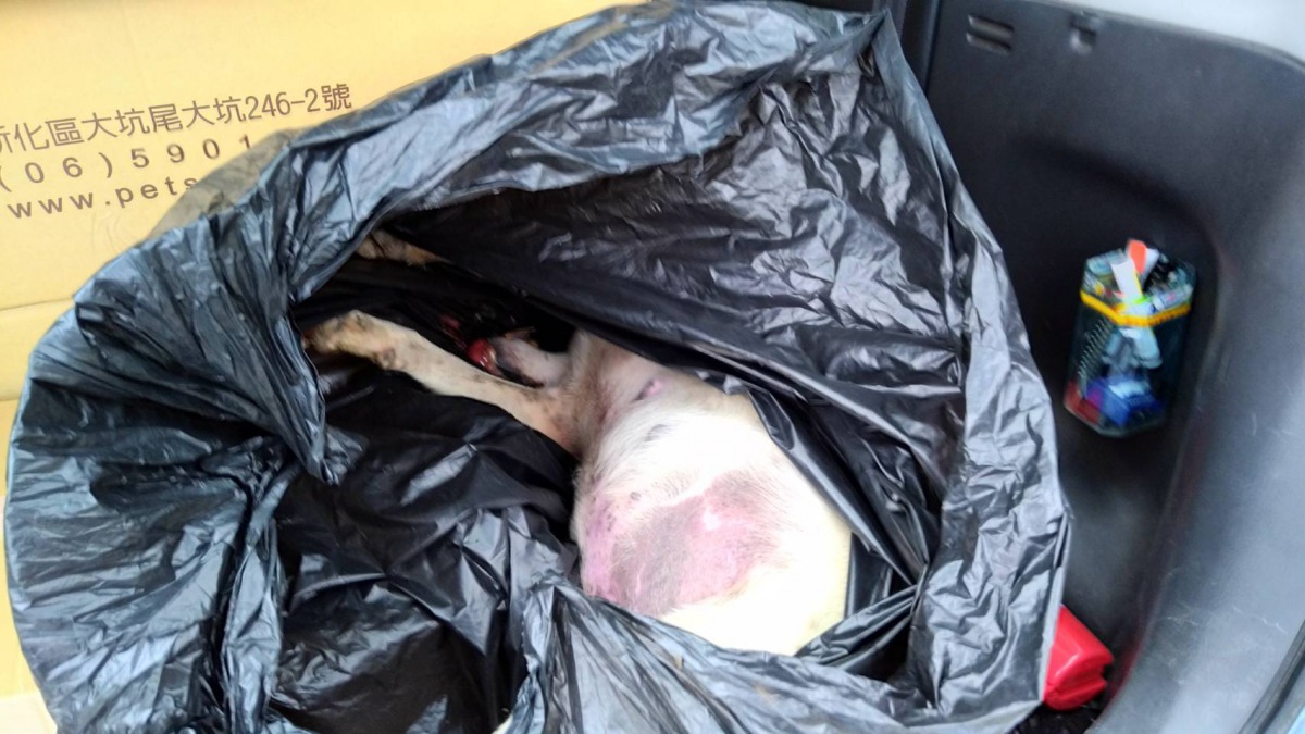 中毒的3隻流浪犬死亡地點相距不到200公尺，且死狀相似。台南市動保處/提供