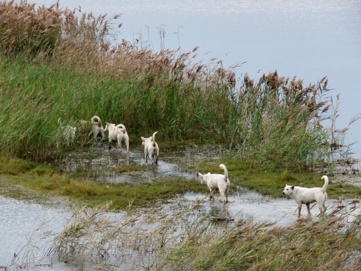 河川食物來源較豐富，常是流浪狗聚集的場所。高維奇/攝