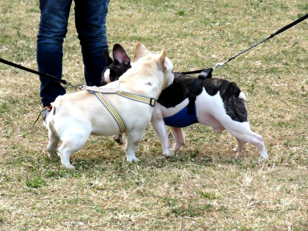 法國鬥牛犬曾掀起飼養熱潮。高維奇／攝