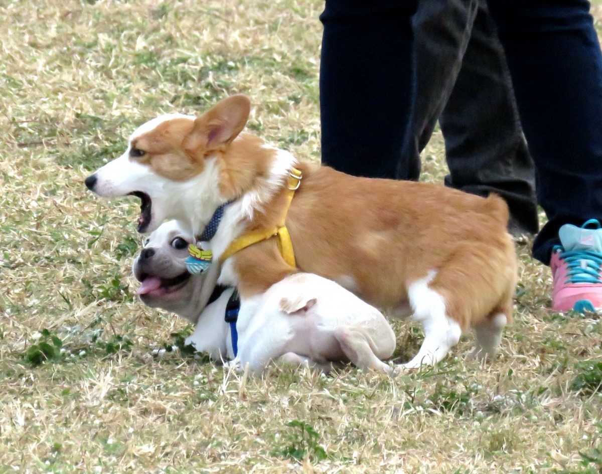 柯基犬也擁有許多死忠的飼主。高維奇／攝