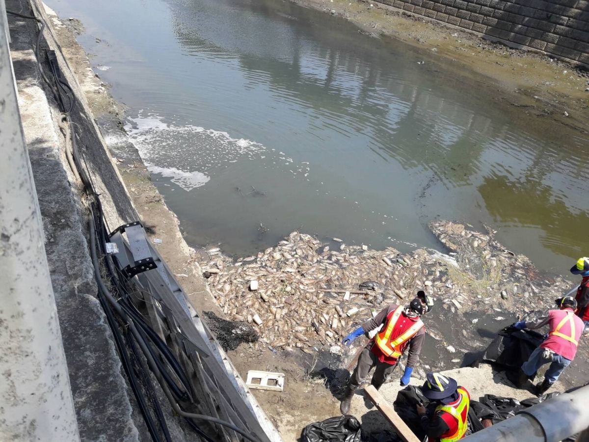 台中市梧棲大排中華路以西河段，日前有大量死魚翻肚在水面的情形。台中市環保局/提供