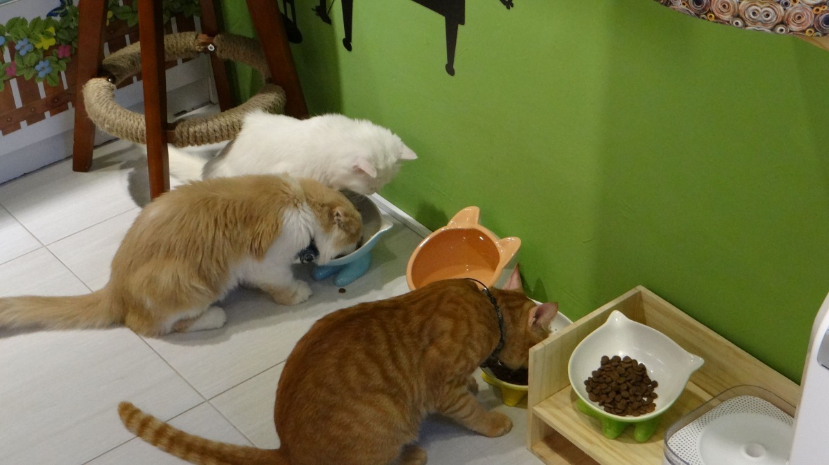 業者精心布置的貓旅館。圖/台南市動保處提供