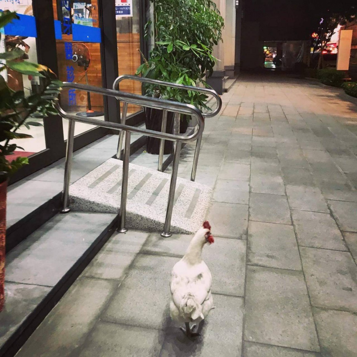 漢默可在台南市鬧區發現的白色流浪雞。圖／漢默可提供