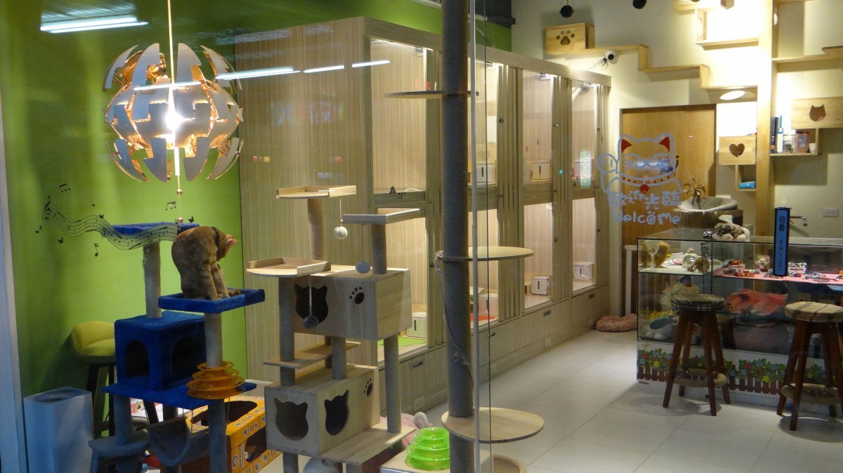 貓旅館以木材打造的貓房間,質感極佳。圖/台南市動保處提供