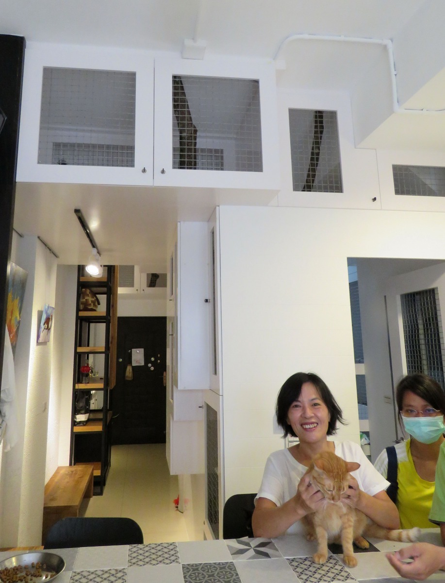 愛貓人劉美華為流浪貓打造的豪華貓咪公寓。高維奇/攝