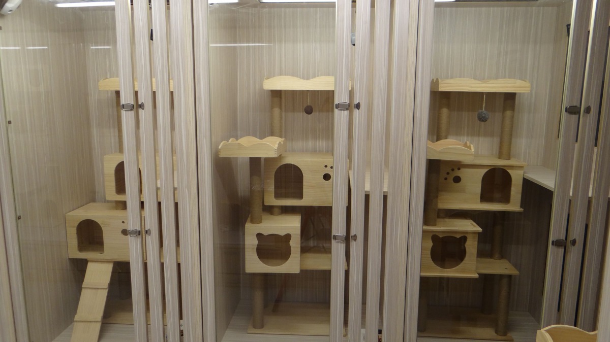 寄宿在貓旅館的貓咪，快樂地享用早餐。圖/台南市動保處提供