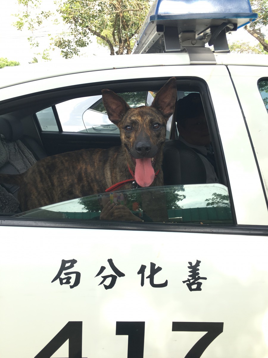 頭社派出所認養的「霸王」。台南市動保處/提供