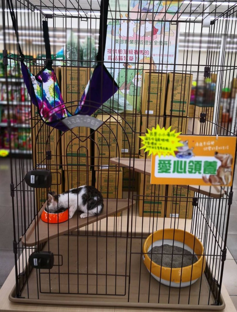 認養小站待認養貓咪。圖/台南市動保處提供