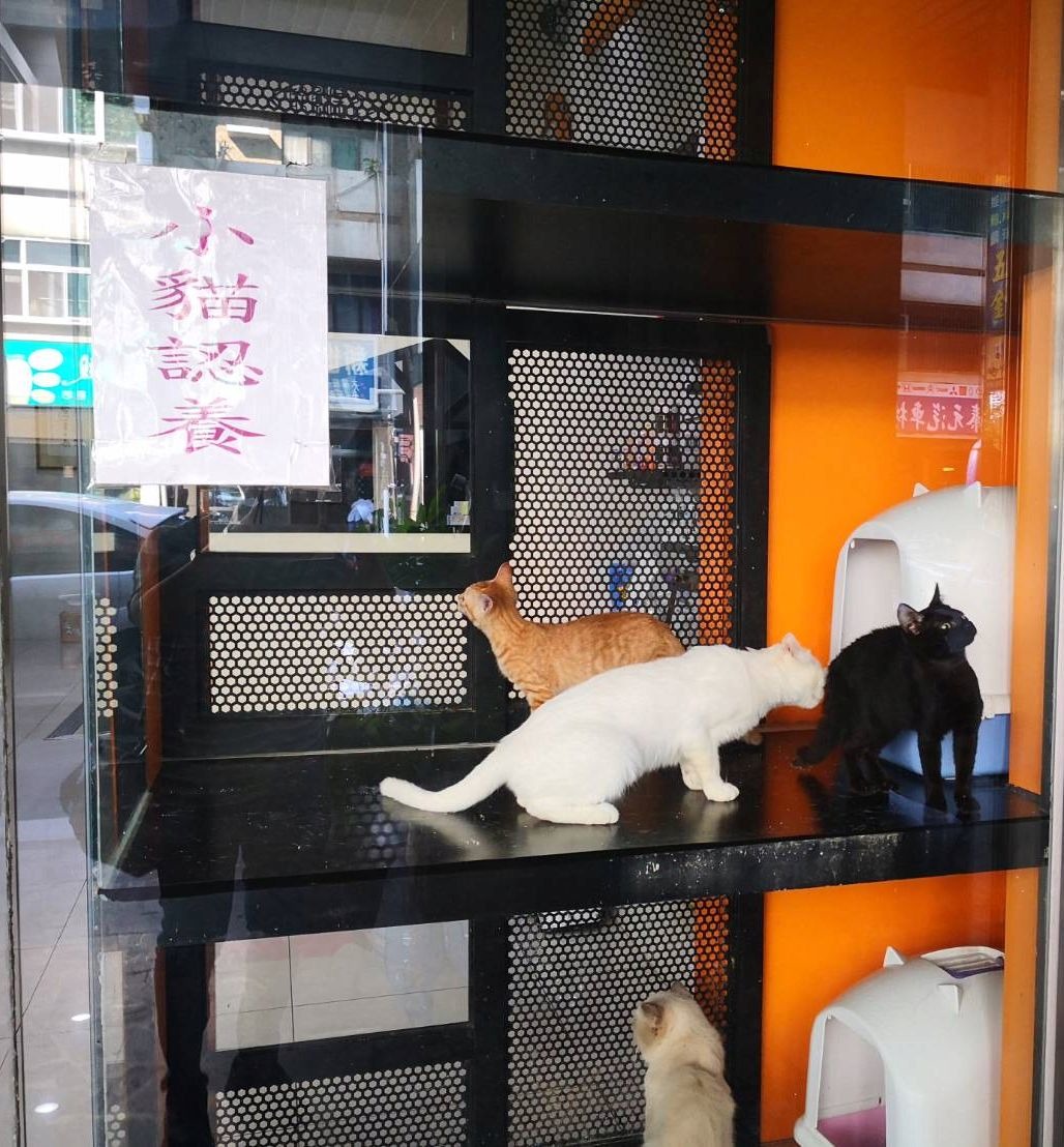 認養小站舒適的環境。圖/台南市動保處提供