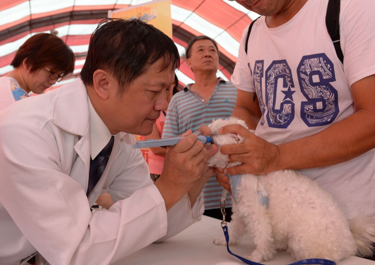 與人一樣,寵物有病就要看醫生。高維奇/攝