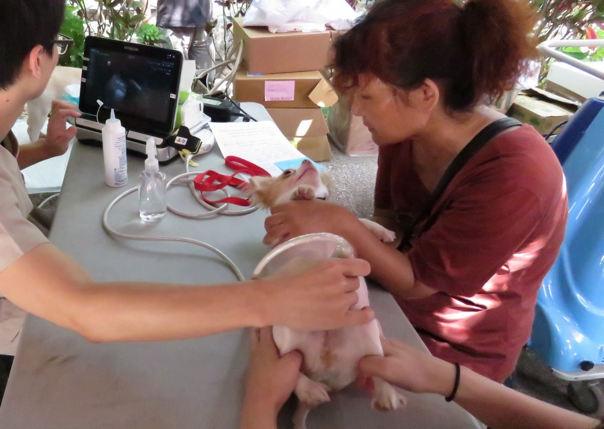 台南市獸醫師公會義診中的超音波檢查。高維奇/攝