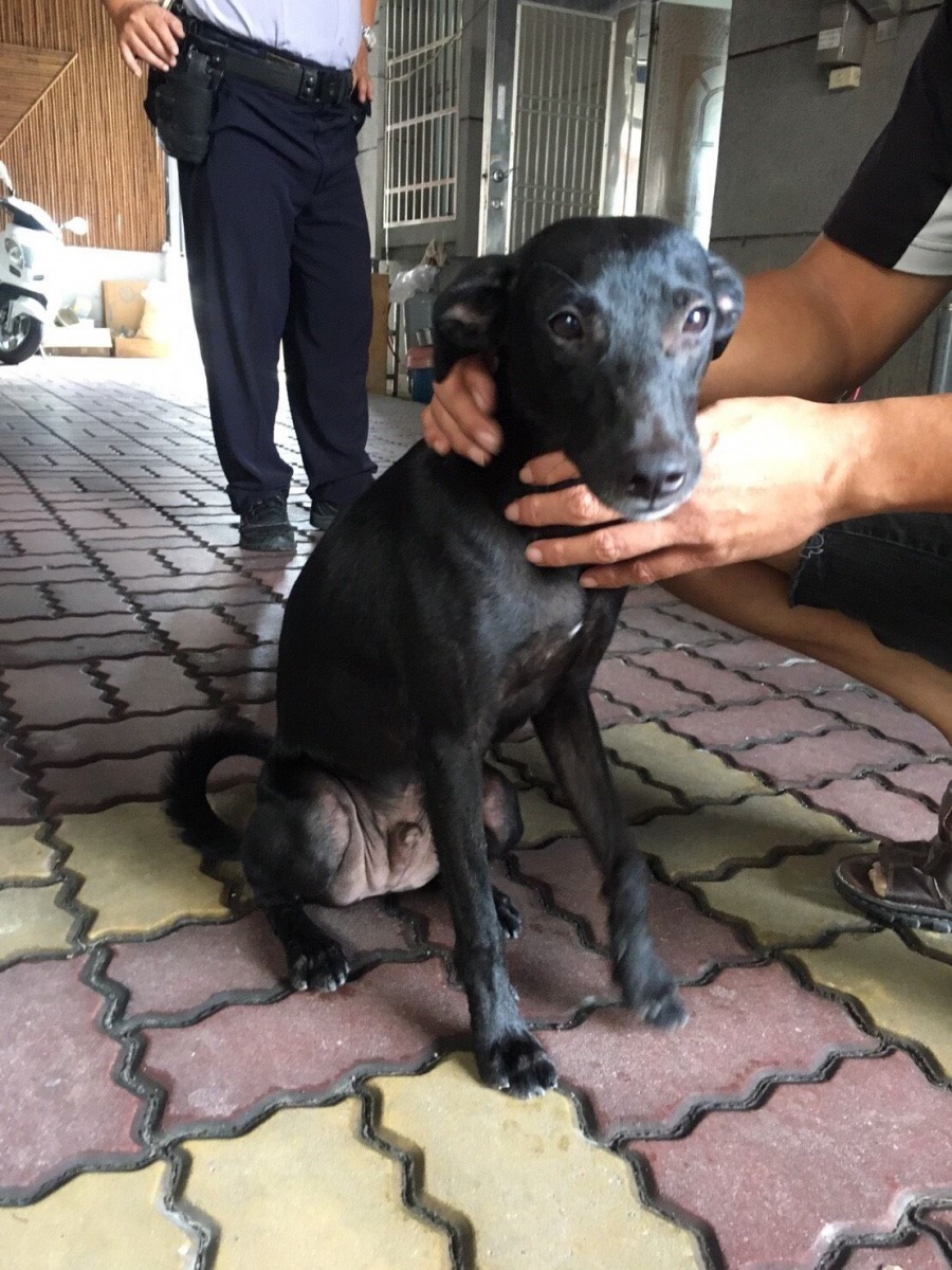 台南市派出所認養的波麗犬黑狗的比例也高。高維奇/攝