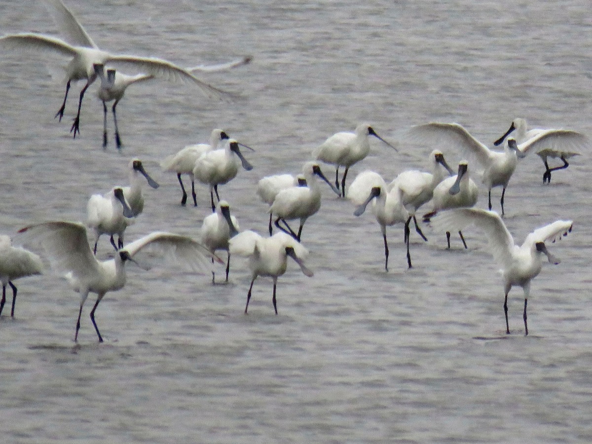 今年的黑面琵鷺保育季系列活動將於10月21日在七股區黑面琵鷺展示館舉辦開幕式。高維奇/攝