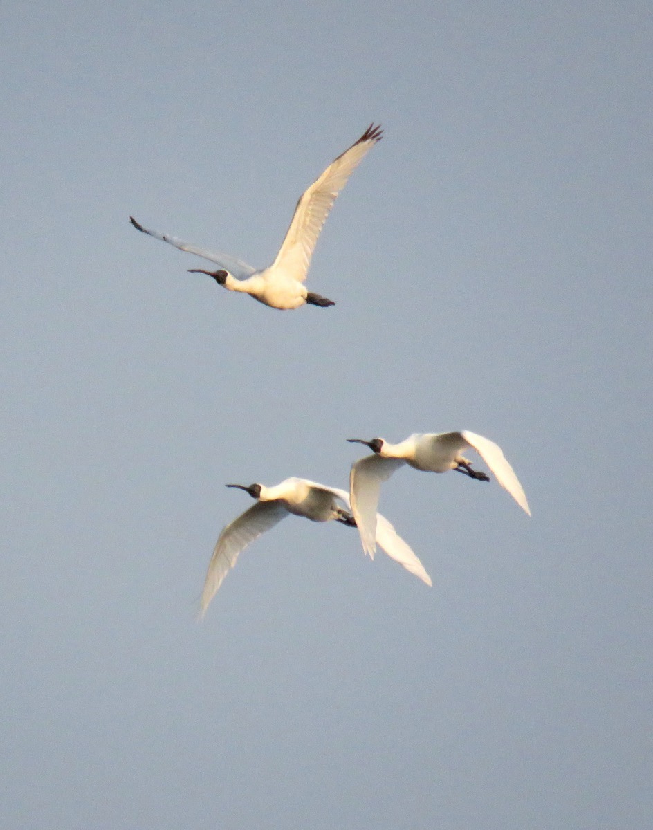 黑面琵鷺每年於秋冬交替之際,從北方陸續遷徙到東南亞度冬。高維奇/攝