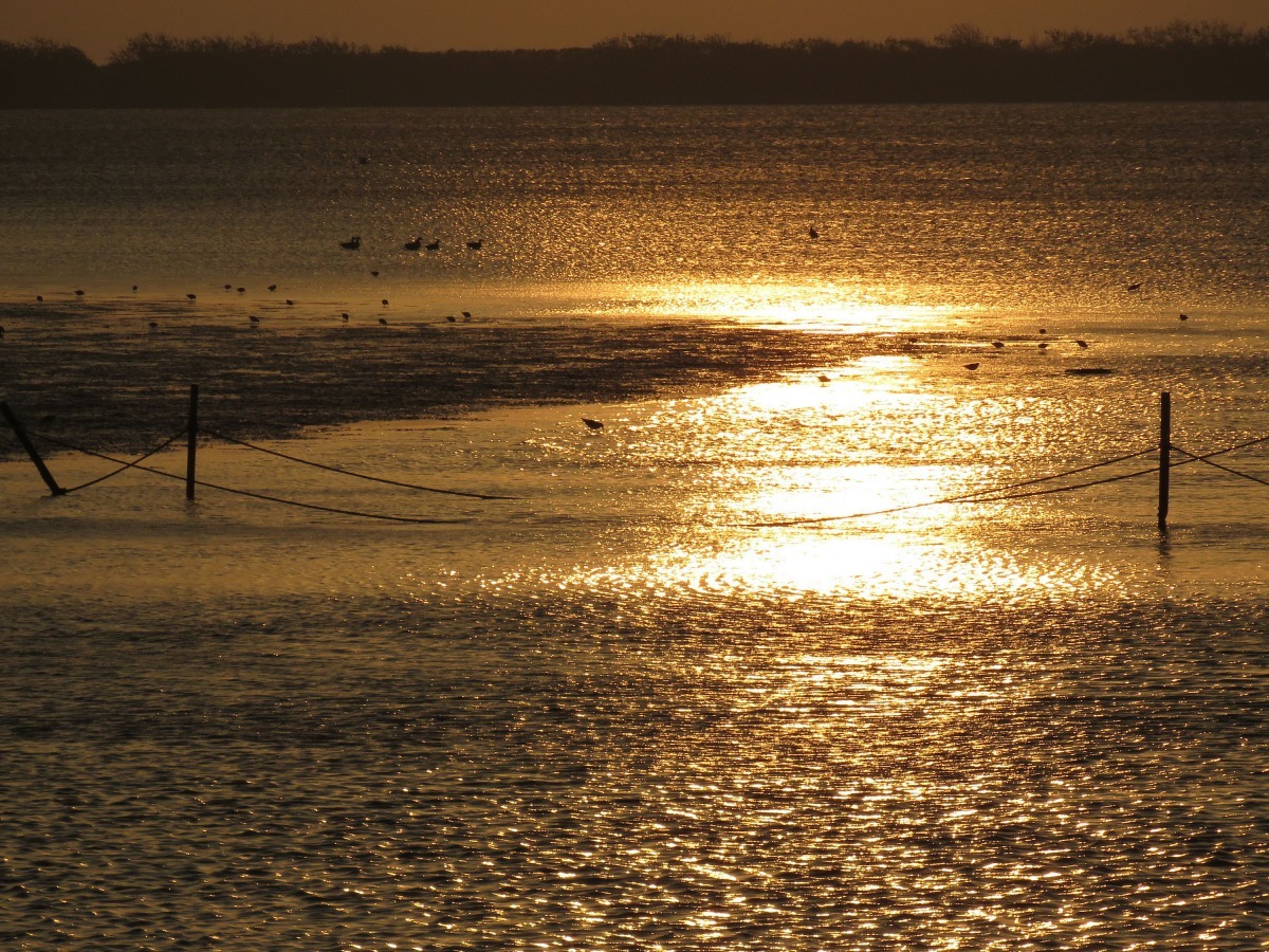 七股黑面琵鷺保護區黃昏的景色絕美。高維奇/攝