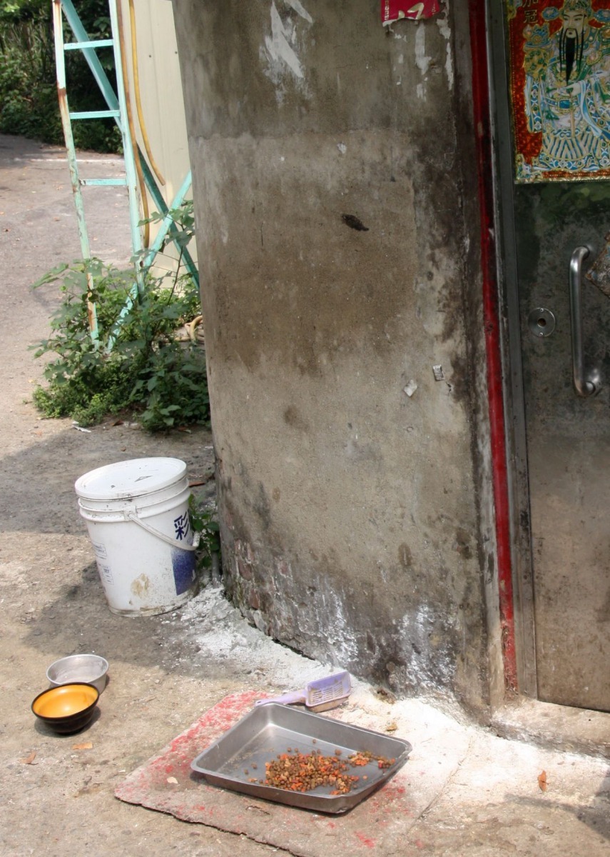 餵養流浪狗的飲水容器如不勤加換水清洗，很容易孳生病媒蚊。高維奇/攝