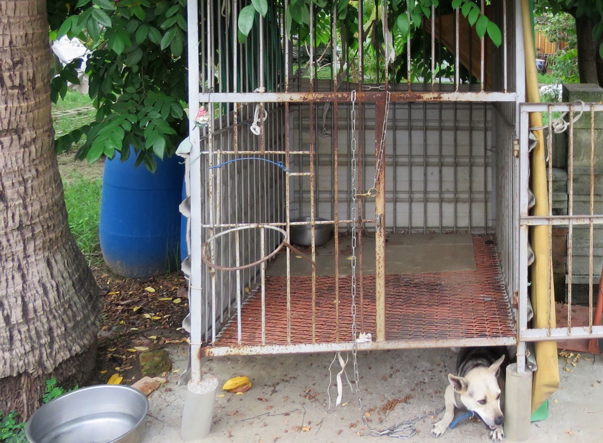 除了添加乾淨水以外，也要清洗容器內壁，以免附著蚊卵。高維奇/攝