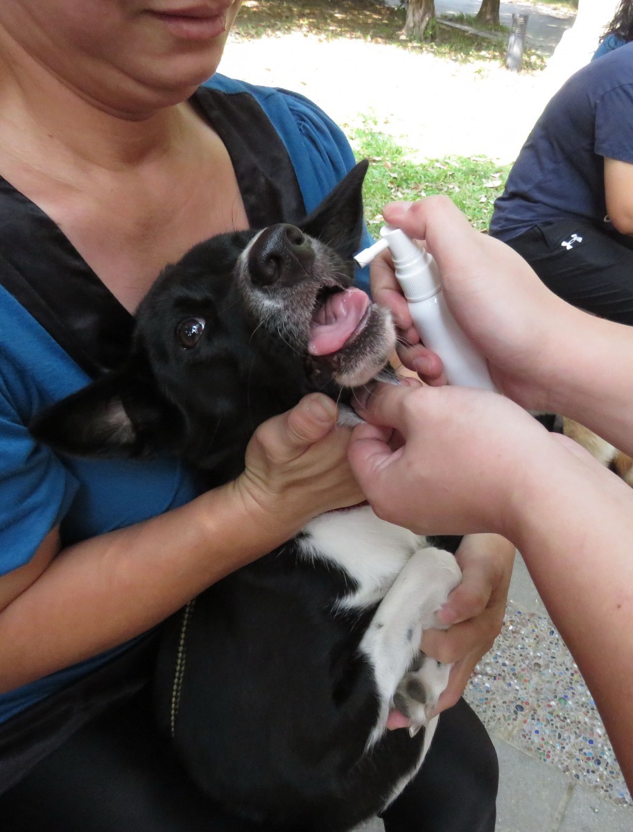 寵物平常的口腔衛生保健是照護寵物健康的第一步。高維奇/攝