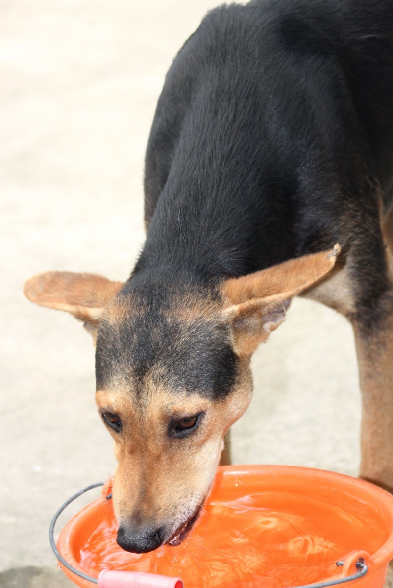 狗狗飲用乾淨水，愛心餵養也顧及環境衛生。高維奇/攝