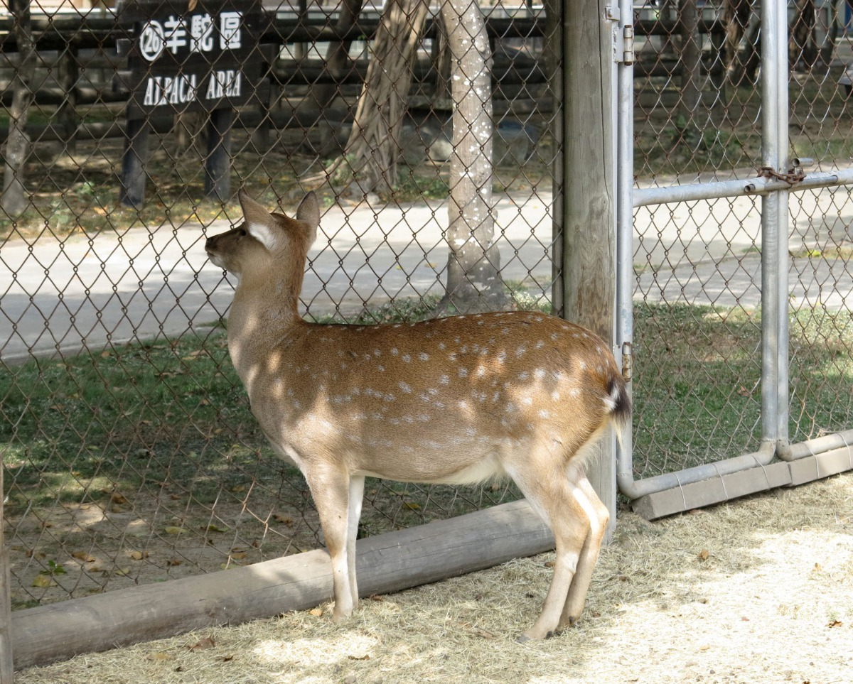 母鹿不會長鹿角。高維奇/攝
