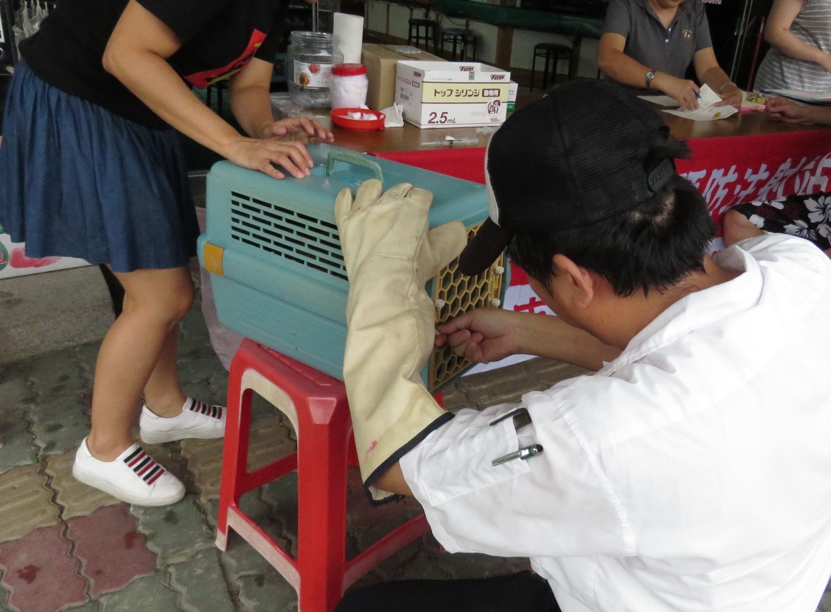 獸醫師要為貓籠中的貓打針,仍要戴上防咬手套以防萬一。高維奇/攝