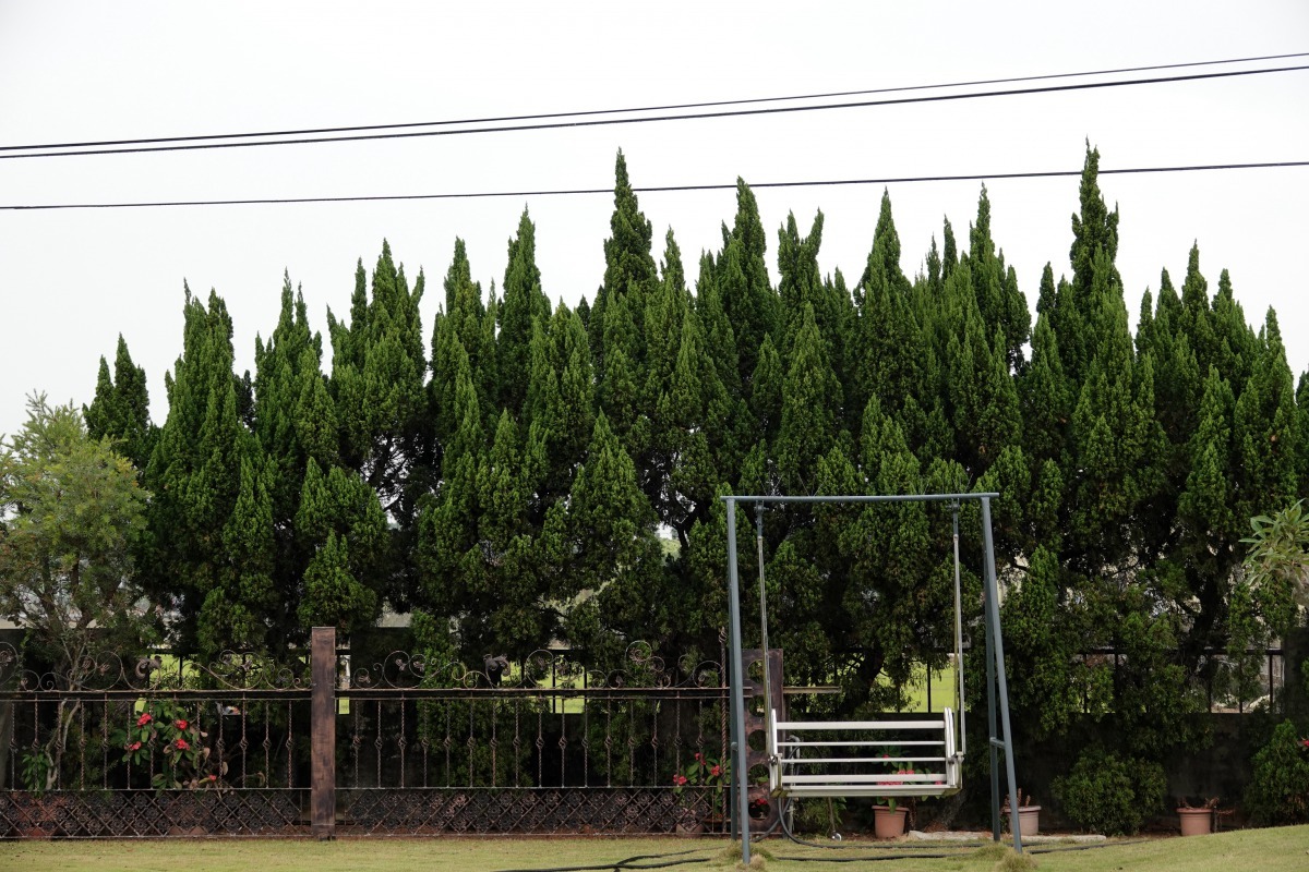 園藝業者改種龍柏當庭園樹，野鳥於夜間不再棲息。高維奇／攝