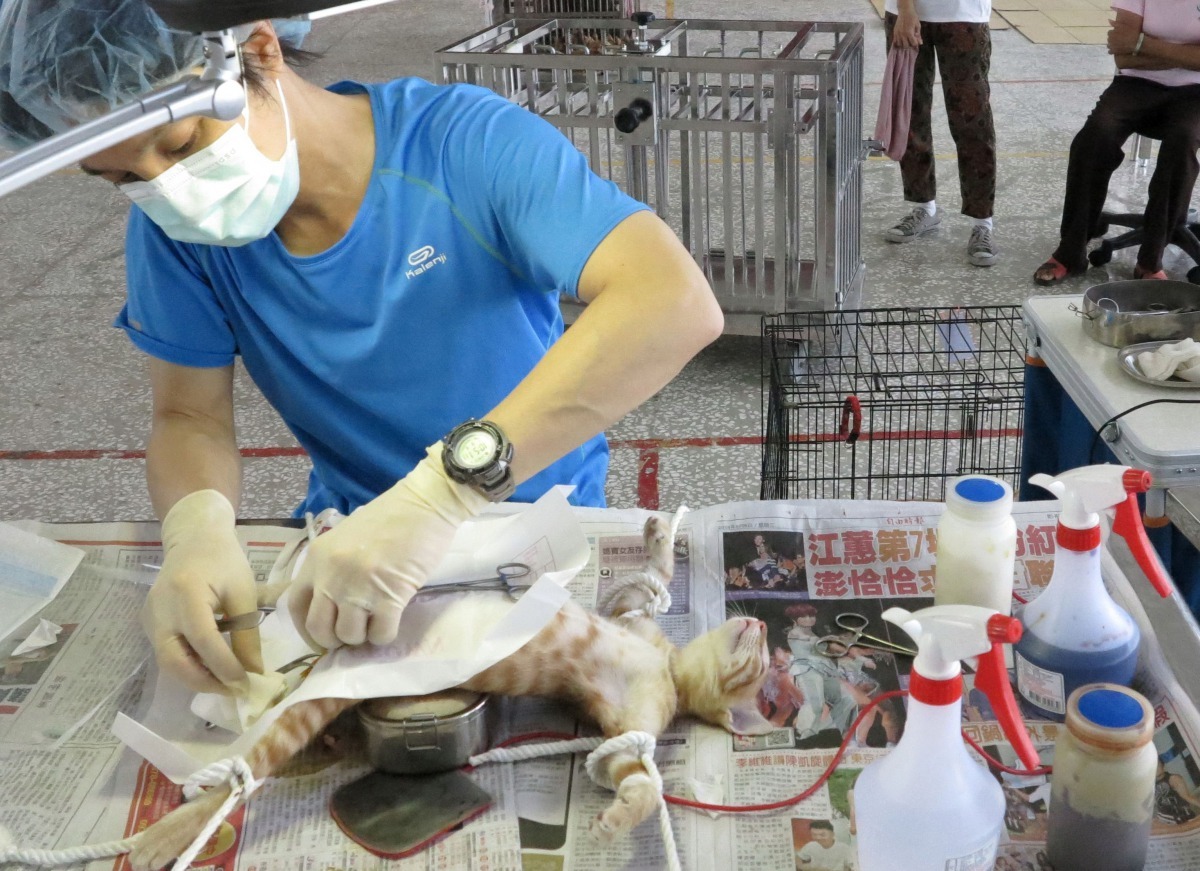 狂犬病爆發後，動保單位積極推動家犬貓結紮。高維奇/攝