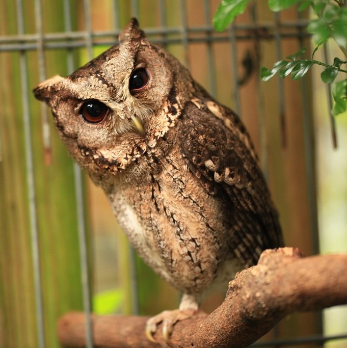 領角鴞原始棲地減少,進而往都會區討生活。 圖/台南市農業局提供。