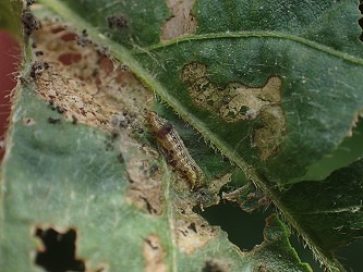 遭斜紋夜蛾危害大豆葉片。農委會台南農改場/提供