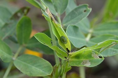 甜菜夜蛾藏匿於落花生新葉危害。農委會台南農改場/提供