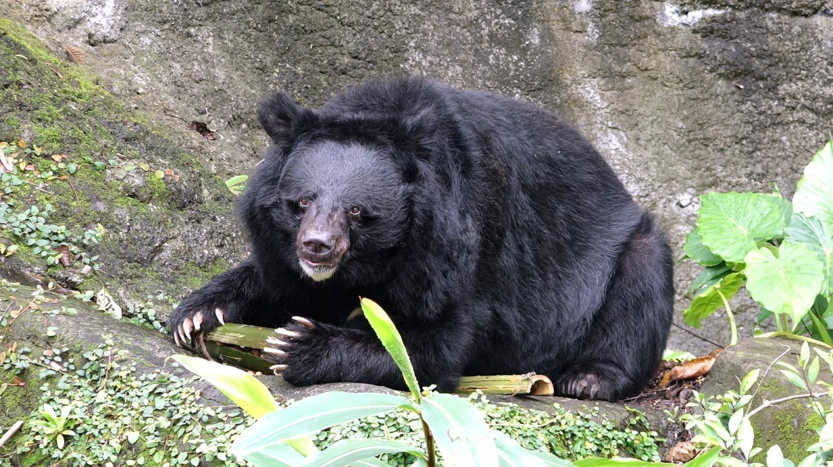 106年12月16-17（六、日）兩日，台灣黑熊與你相約在動物園唷！台北市立動物園/提供