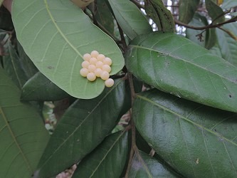 荔枝椿象卵。台灣動物新聞網資料照片 台南區農業改良場/提供