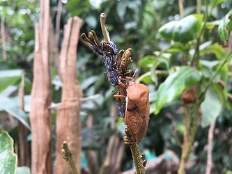 荔枝椿象成、若蟲聚集取食危害嫩梢。台南區農業改良場/提供