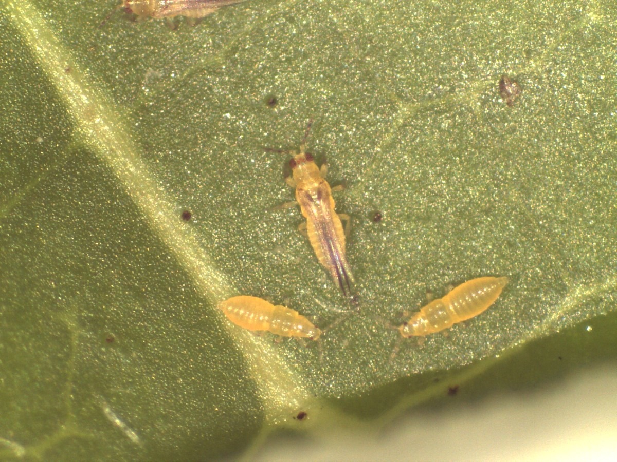 小黃薊馬成蟲及若蟲。臺南區農業改良場/提供