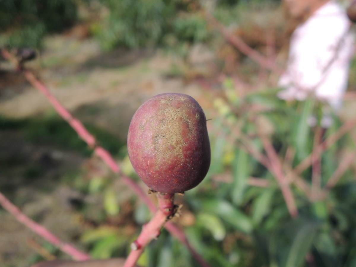 小黃薊馬取食為害芒果幼果造成果皮粗糙。臺南區農業改良場/提供