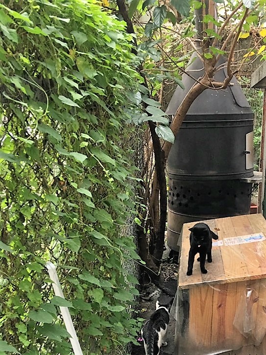 浪貓習慣來到乾淨餵食點取食，也成為社區美化的一部分。（圖片／老郭提供）