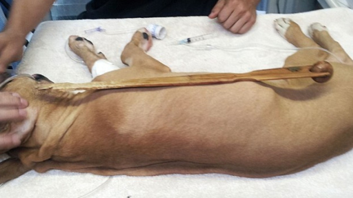 狗狗尤達（Yoda）也不比Marley遜色，牠亦成功吞下一個木製「不求人」，更令人驚訝的是，其長度幾乎與牠身軀一樣！（資料圖片）