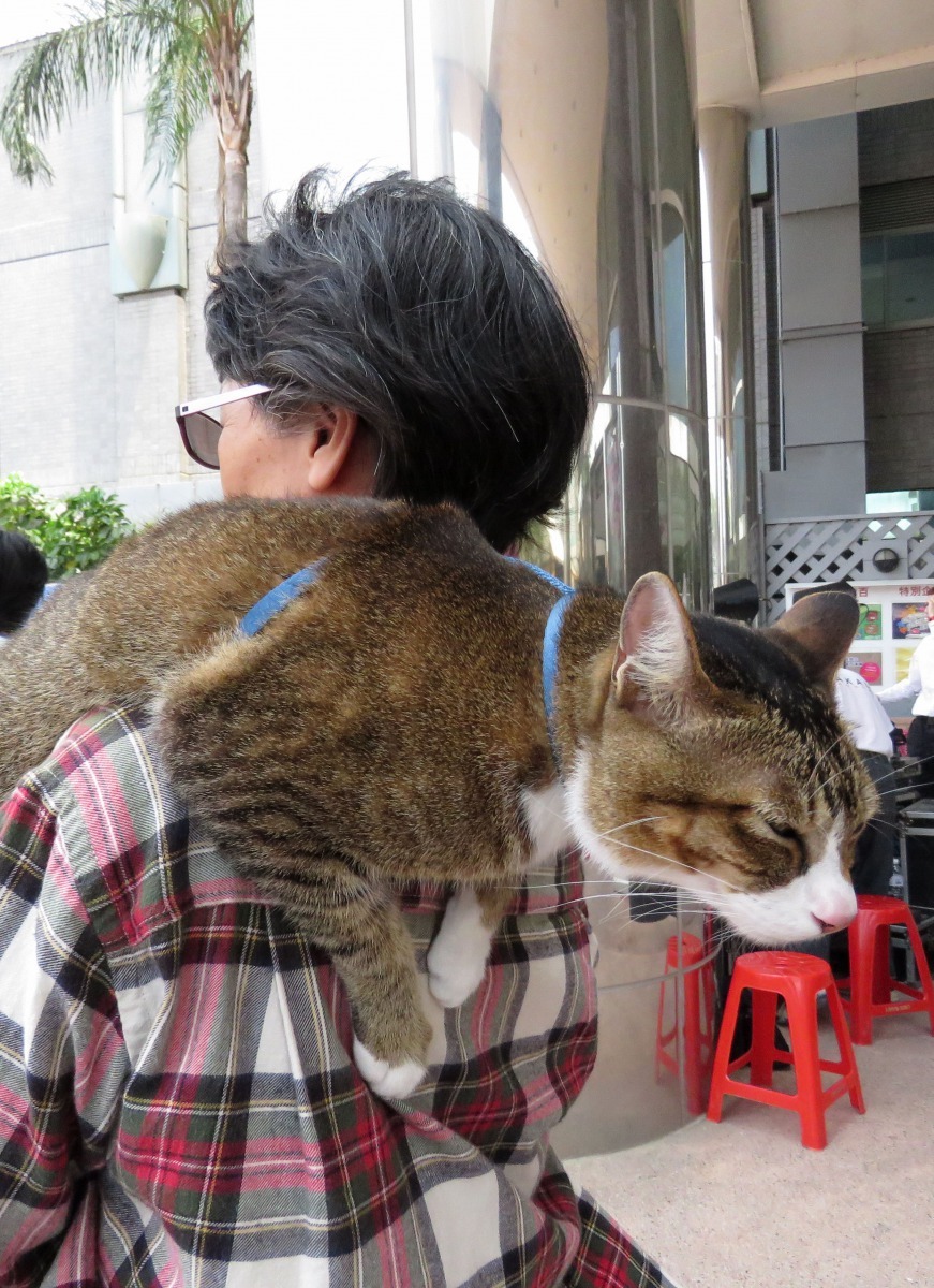 這隻貓可以趴在主人肩上出門,鞭炮聲也不怕,是極少見的個例。高維奇/攝