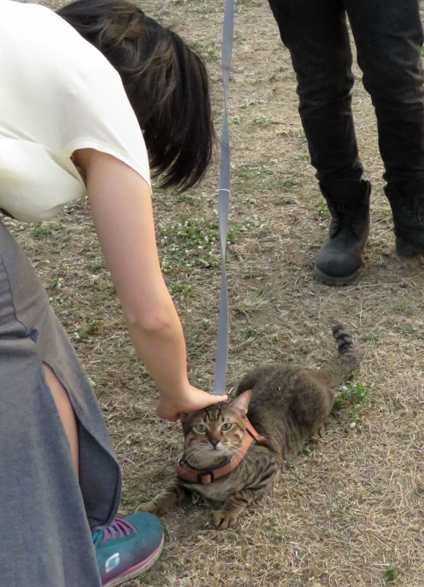 由於易受驚嚇,很少人遛貓。高維奇/攝