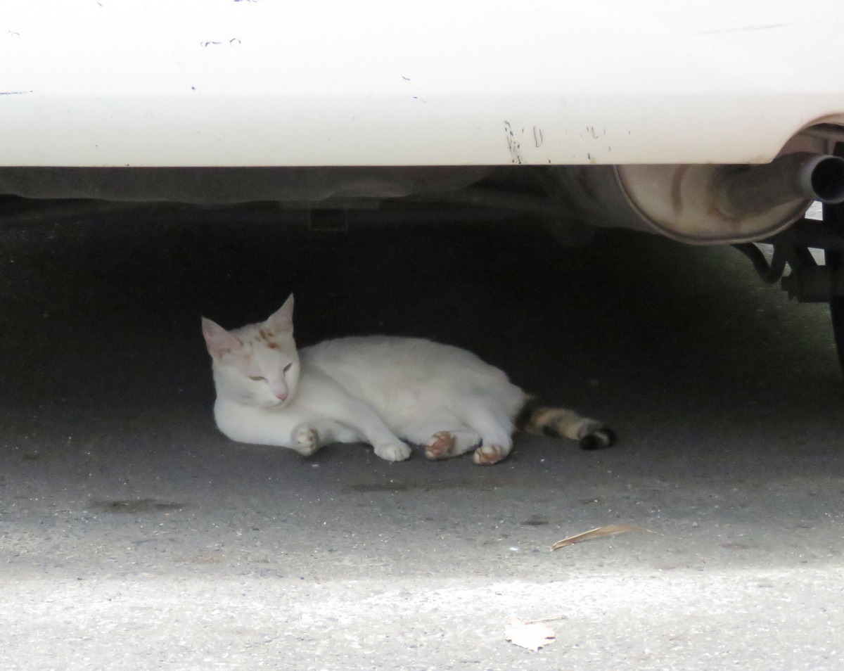 貓易受驚嚇卻也逃生有術,車底是市區貓咪常窩藏的避難所。高維奇/攝
