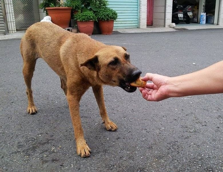 月餅鹽分、油脂含量高,毛孩吃太多對健康不利。高維奇/攝