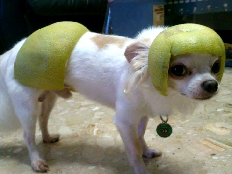 吉娃娃money在中秋節展示的柚皮裝。圖/劉怡伶提供