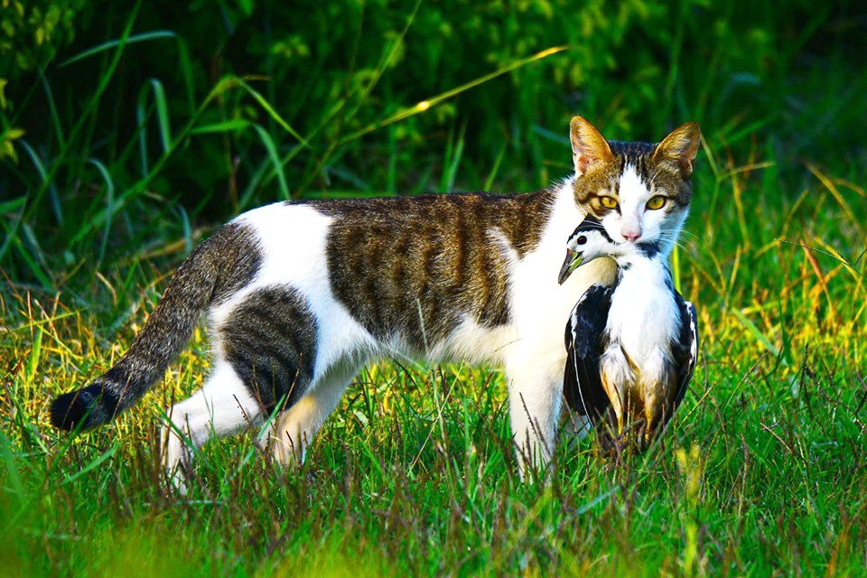 生態攝影家拍戴勝時,意外拍到貓捕捉水鳥的鏡頭。圖/呂其華提供