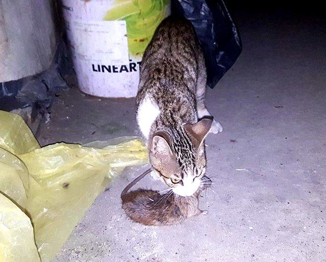 現在已經很難看到貓抓老鼠了。圖/袁萬七提供