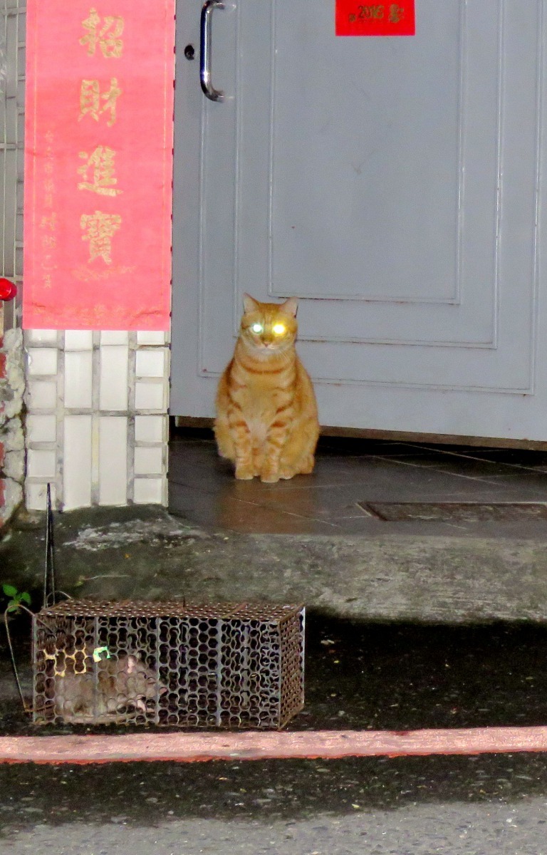 養尊處優的肥貓看到誘捕籠中的老鼠，顯得不知所措。高維奇／攝