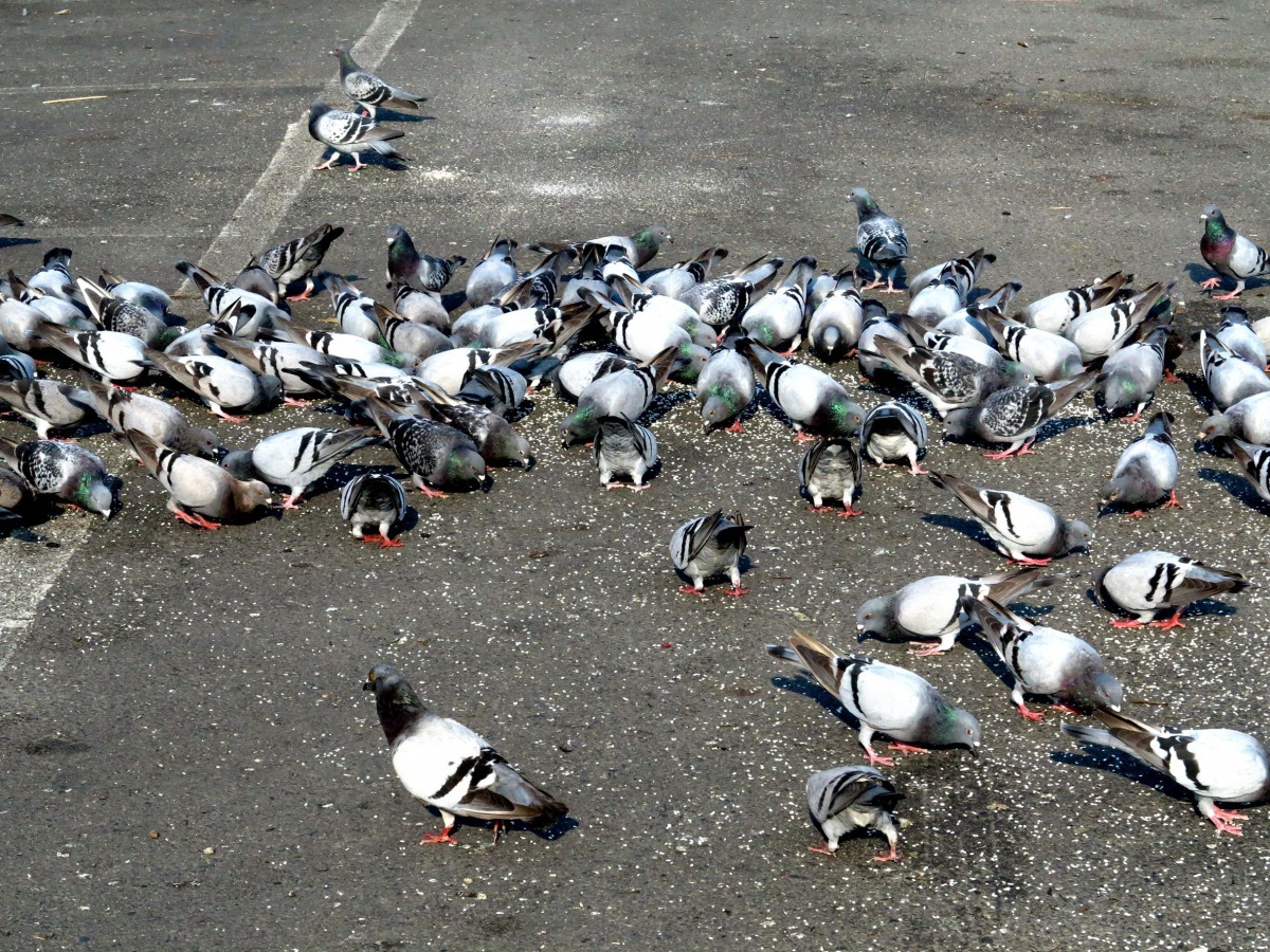 人為餵養的野鴿常會被貓抓捕。高維奇/攝